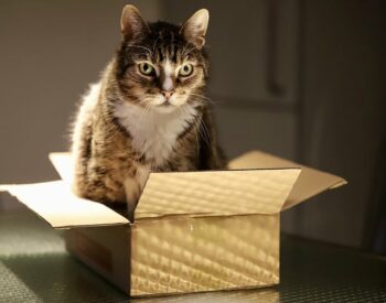Katze im Karton, Pixabay kostenlos
